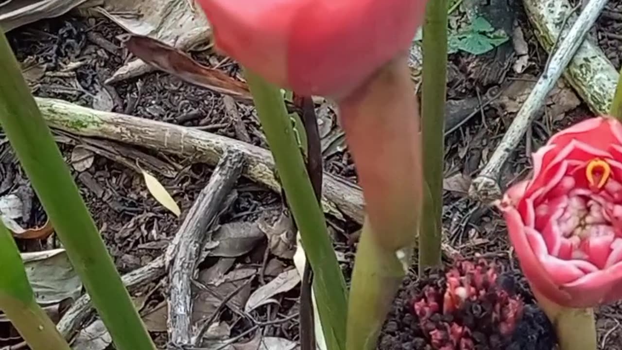 Olha essa planta