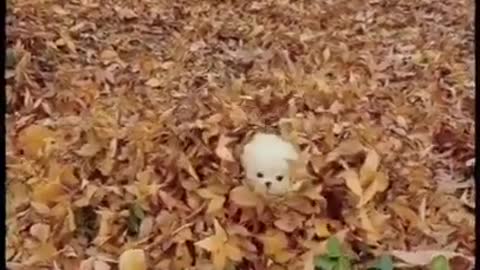 cutee puppy and baby dogg