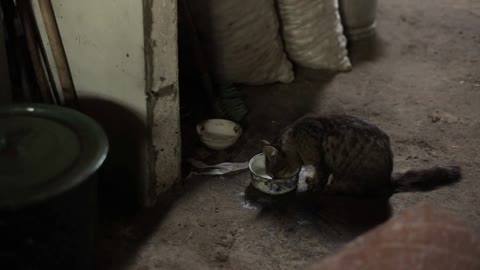 The cat drinks milk from an iron bowl in a dirty room. Close-up. Side view