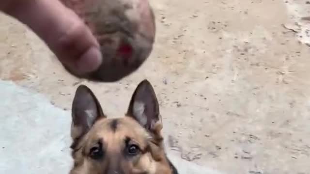 Dog care and Training || Dos friendship isliye