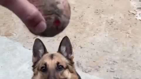 Dog care and Training || Dos friendship isliye
