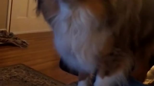 Dogs & Puppies Feisty Aussie argues with owner about going outside