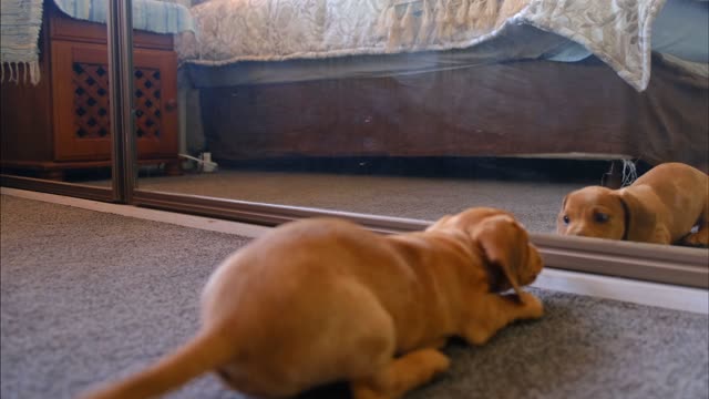 a dog fight with itself at mirror