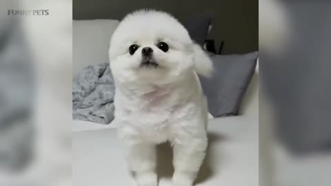 Cute dog in a good mood every day