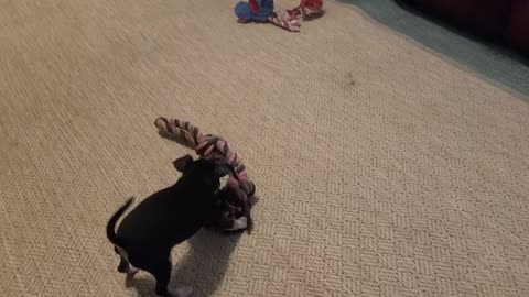 Chihuahua puppy playing
