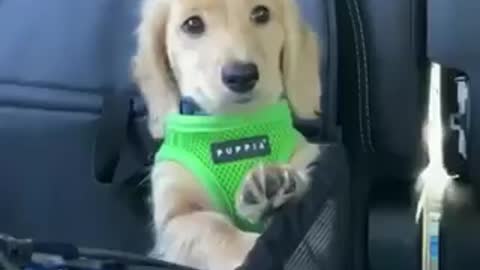cachorro andando de carro, eles amam
