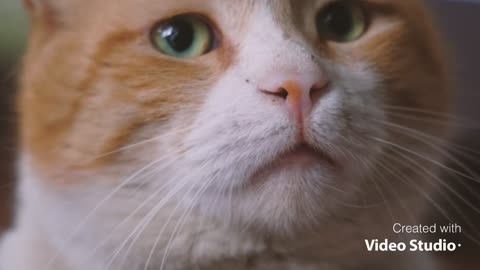 So cute cat with nice eyes