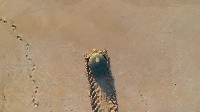 turtle return to the ocean after successfully laying 100 eggs