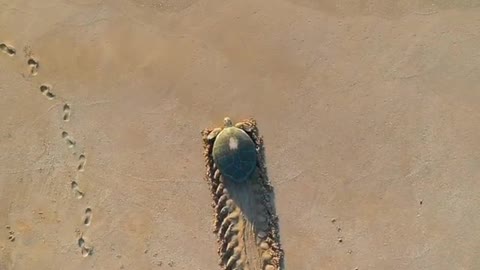 turtle return to the ocean after successfully laying 100 eggs
