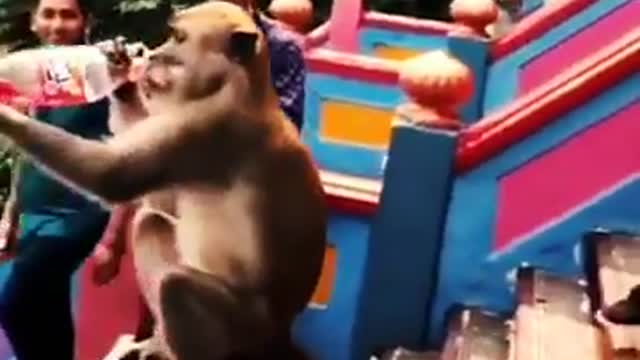 Funny dog