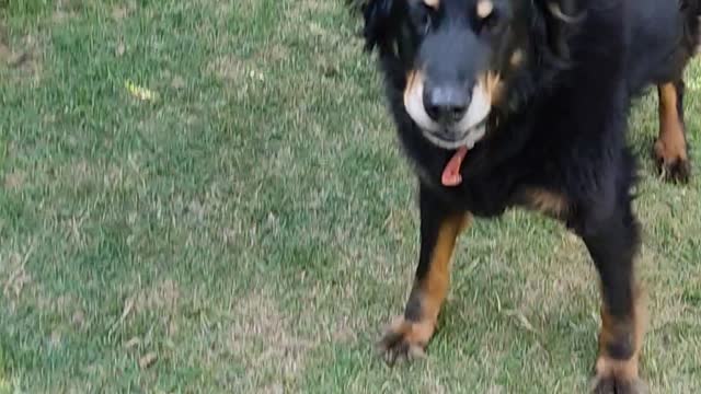 13 years old dog, with cancer, recovering well from her surgery