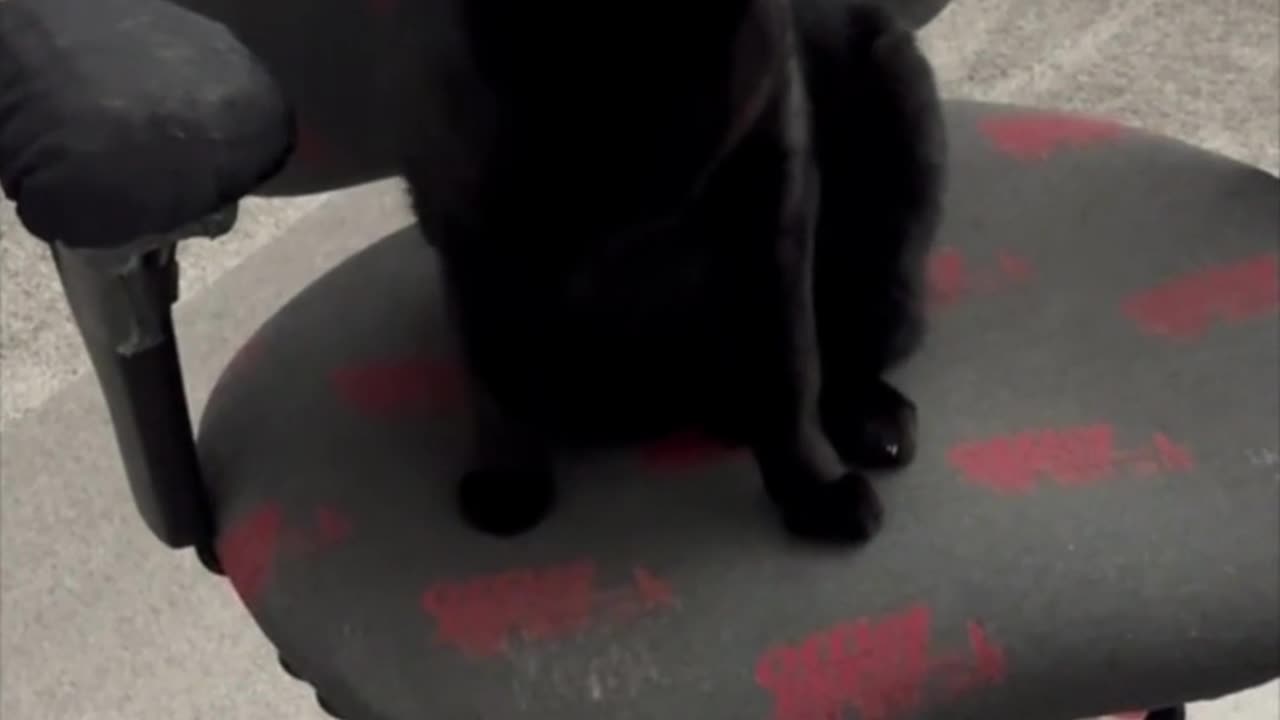 Adopting a Cat from a Shelter Vlog - Cute Precious Piper is Bright Eyed and Ready to Go #shorts