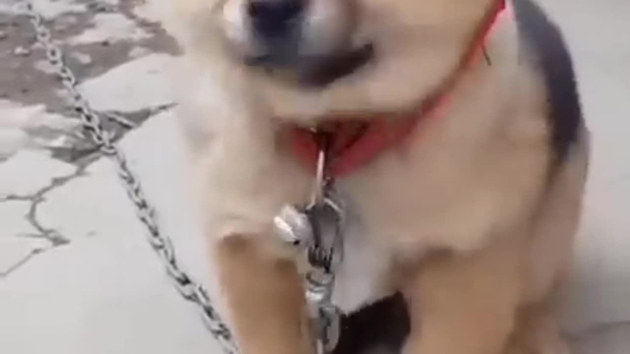 Cute puppy is nervese | Cute dog video | Dog is love | try to not laugh |