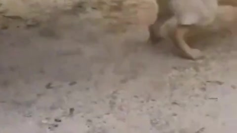 funny dog fail! failing to jump!