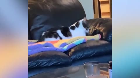 Funny animals #189