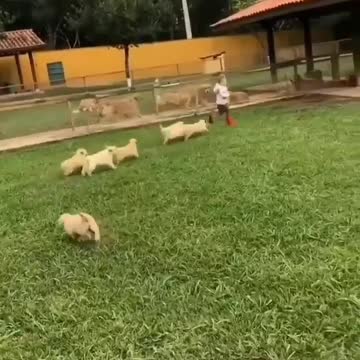 Puppy attack ❤️🐶😍