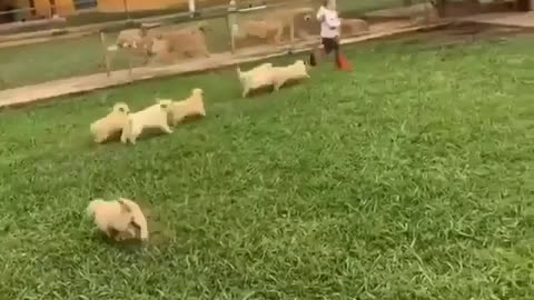 Puppy attack ❤️🐶😍