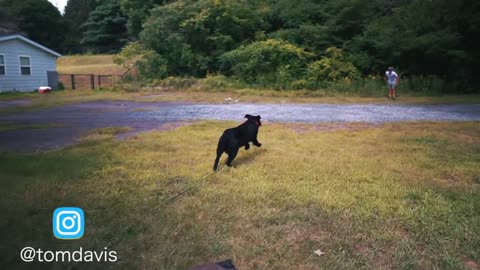 how to train my dog completely off leash
