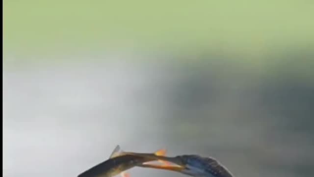 Intersting video