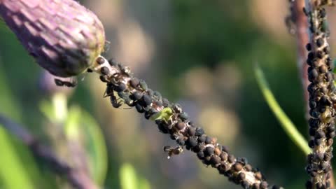 nature videos .