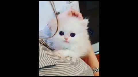 Small White Kitten Being Brushed