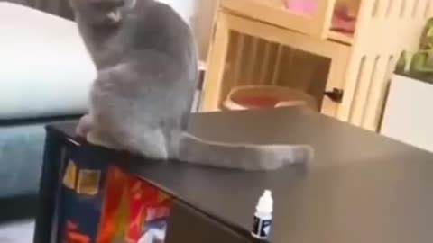 Smart cat 😂