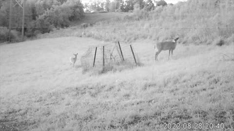 August Buck 2022 Compulation spikes, 4,5,6,7,8,9 points Odd racks