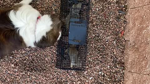Round and round the squirrel cage