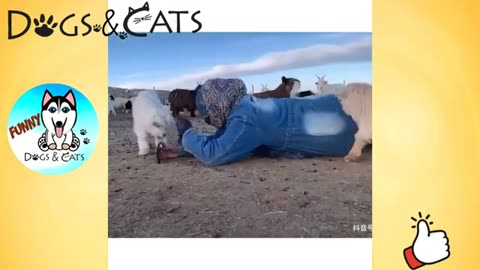 ULTIMATE|| Animal Compilation || Funny Fails || viral || comedy