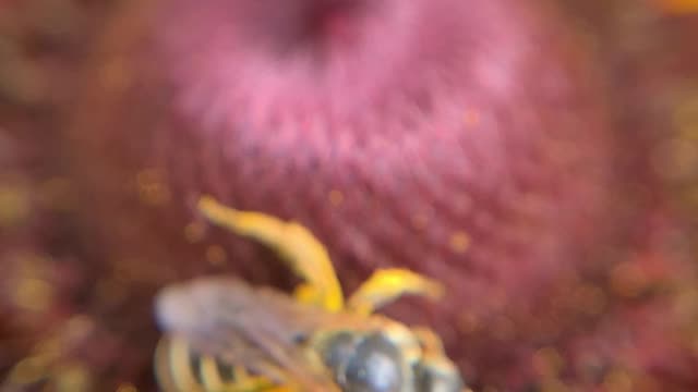 Amazing Closeup of a Bee!