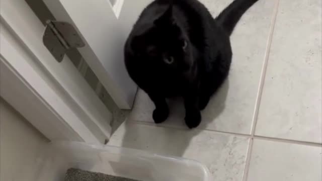 Adopting a Cat from a Shelter Vlog - Precious Piper Waking Up in the Morning #shorts