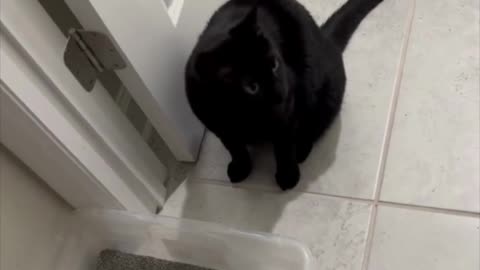 Adopting a Cat from a Shelter Vlog - Precious Piper Waking Up in the Morning #shorts
