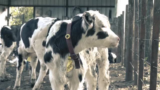 Cows in to the farm House