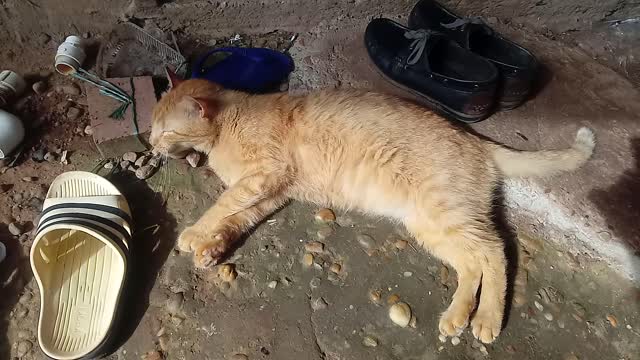 Mi gatito gordito