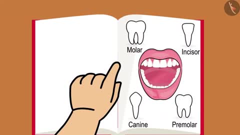 Nutrition In Animals _ Part 1_3 _ English _ Class 7