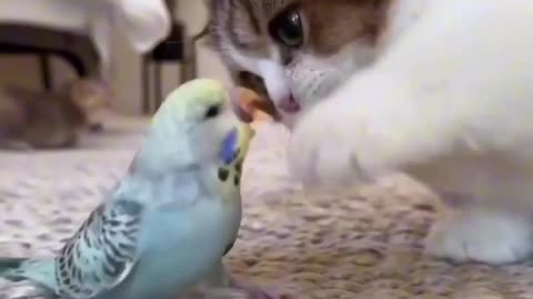 Baby cat playing with a parrot 🦜🐦