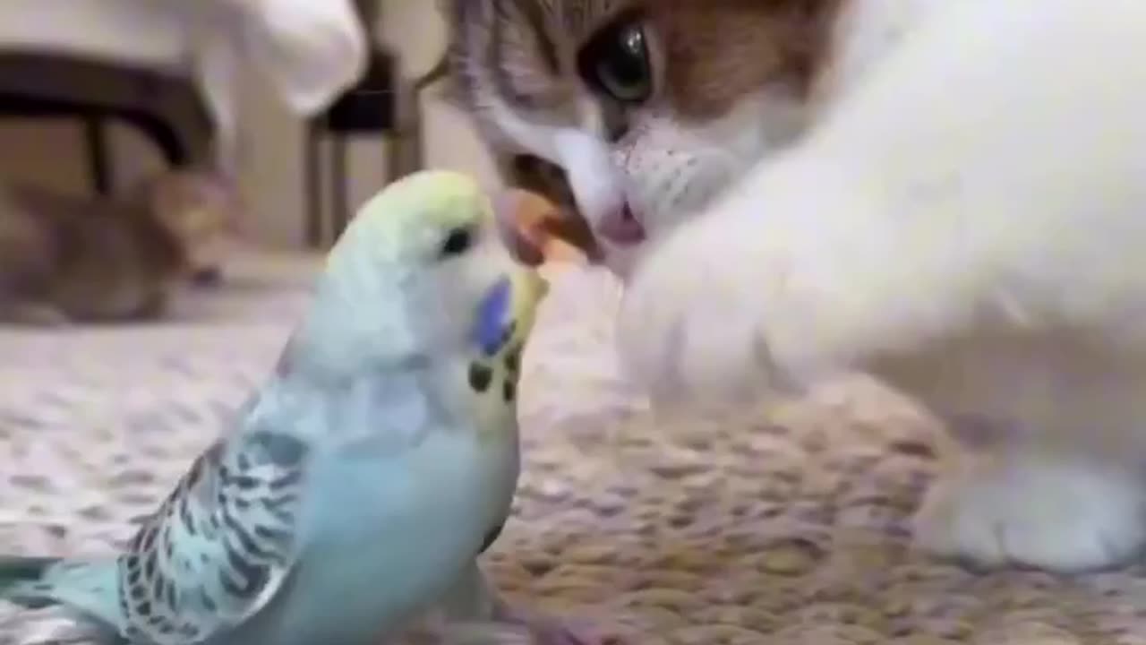 Baby cat playing with a parrot 🦜🐦