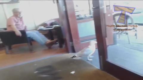 Funny animal compilations