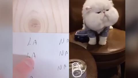 OMG!! These Cats are TALKING!