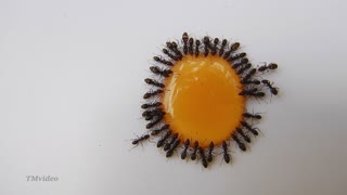 Busy ants drinking honey
