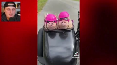 Pigs On A Hog
