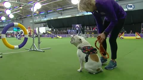 Rudy the Bulldog crush the 2019 WKC Masters Agility course | FOX SPORTS