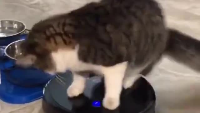 😻😹Smart Cats Funniest Animals Best Of The 2021 Funny Cute Animal Videos