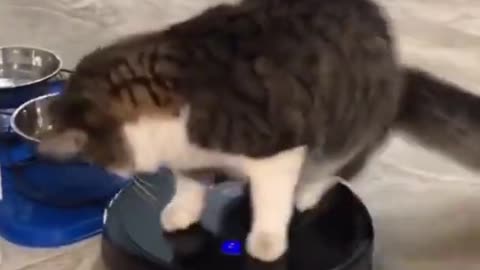 😻😹Smart Cats Funniest Animals Best Of The 2021 Funny Cute Animal Videos