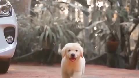 Dogs puppy video