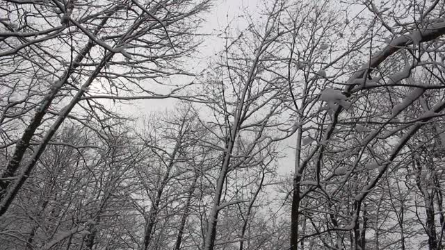 Beautiful Snow in the German Woods in April 2022