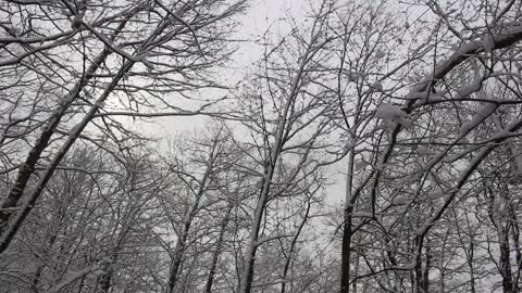 Beautiful Snow in the German Woods in April 2022