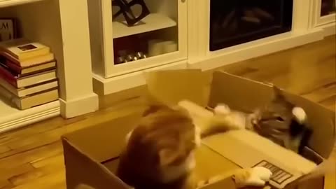 Funny and Cute Cats Videos #50