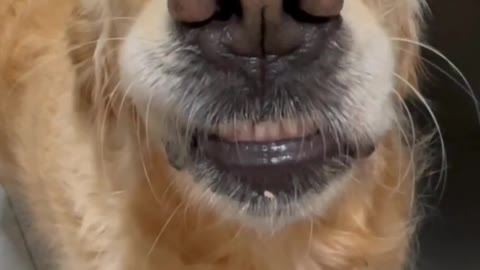 Funny animals prank videos dog prank