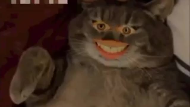 OMG These Cats Are So Cute And Beautiful | Viral Cat